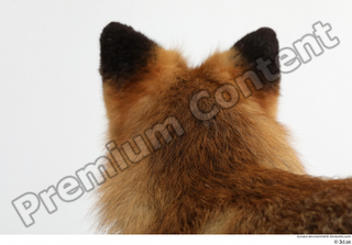 Red fox head 0006.jpg